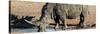 Awesome South Africa Collection Panoramic - Black Rhinoceros-Philippe Hugonnard-Stretched Canvas