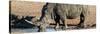 Awesome South Africa Collection Panoramic - Black Rhinoceros-Philippe Hugonnard-Stretched Canvas