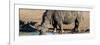 Awesome South Africa Collection Panoramic - Black Rhinoceros-Philippe Hugonnard-Framed Photographic Print