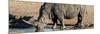 Awesome South Africa Collection Panoramic - Black Rhinoceros-Philippe Hugonnard-Mounted Photographic Print