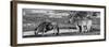 Awesome South Africa Collection Panoramic - Blue Wildebeest and Two Burchell's Zebra B&W-Philippe Hugonnard-Framed Photographic Print