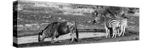 Awesome South Africa Collection Panoramic - Blue Wildebeest and Two Burchell's Zebra B&W-Philippe Hugonnard-Stretched Canvas