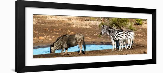 Awesome South Africa Collection Panoramic - Blue Wildebeest and Two Burchell's Zebra-Philippe Hugonnard-Framed Photographic Print