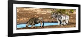 Awesome South Africa Collection Panoramic - Blue Wildebeest and Two Burchell's Zebra-Philippe Hugonnard-Framed Photographic Print