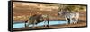 Awesome South Africa Collection Panoramic - Blue Wildebeest and Two Burchell's Zebra-Philippe Hugonnard-Framed Stretched Canvas