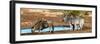 Awesome South Africa Collection Panoramic - Blue Wildebeest and Two Burchell's Zebra-Philippe Hugonnard-Framed Photographic Print