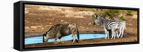 Awesome South Africa Collection Panoramic - Blue Wildebeest and Two Burchell's Zebra-Philippe Hugonnard-Framed Stretched Canvas