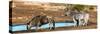 Awesome South Africa Collection Panoramic - Blue Wildebeest and Two Burchell's Zebra-Philippe Hugonnard-Stretched Canvas