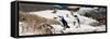 Awesome South Africa Collection Panoramic - Boulders Beach Penguins Colony III-Philippe Hugonnard-Framed Stretched Canvas