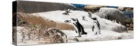 Awesome South Africa Collection Panoramic - Boulders Beach Penguins Colony III-Philippe Hugonnard-Stretched Canvas