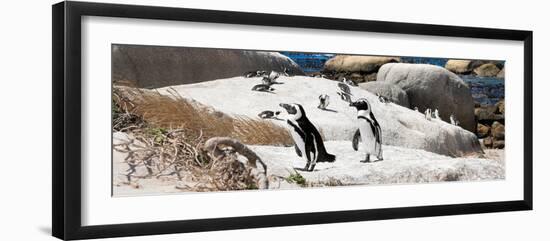 Awesome South Africa Collection Panoramic - Boulders Beach Penguins Colony III-Philippe Hugonnard-Framed Photographic Print