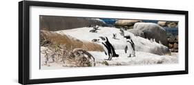 Awesome South Africa Collection Panoramic - Boulders Beach Penguins Colony III-Philippe Hugonnard-Framed Photographic Print
