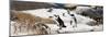 Awesome South Africa Collection Panoramic - Boulders Beach Penguins Colony III-Philippe Hugonnard-Mounted Photographic Print