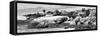 Awesome South Africa Collection Panoramic - Boulders Beach View II B&W-Philippe Hugonnard-Framed Stretched Canvas