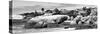 Awesome South Africa Collection Panoramic - Boulders Beach View II B&W-Philippe Hugonnard-Stretched Canvas