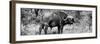 Awesome South Africa Collection Panoramic - Buffalo Bull B&W-Philippe Hugonnard-Framed Photographic Print