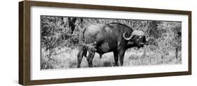 Awesome South Africa Collection Panoramic - Buffalo Bull B&W-Philippe Hugonnard-Framed Photographic Print