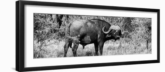 Awesome South Africa Collection Panoramic - Buffalo Bull B&W-Philippe Hugonnard-Framed Photographic Print