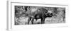 Awesome South Africa Collection Panoramic - Buffalo Bull B&W-Philippe Hugonnard-Framed Photographic Print