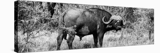 Awesome South Africa Collection Panoramic - Buffalo Bull B&W-Philippe Hugonnard-Stretched Canvas