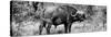 Awesome South Africa Collection Panoramic - Buffalo Bull B&W-Philippe Hugonnard-Stretched Canvas