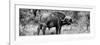 Awesome South Africa Collection Panoramic - Buffalo Bull B&W-Philippe Hugonnard-Framed Photographic Print