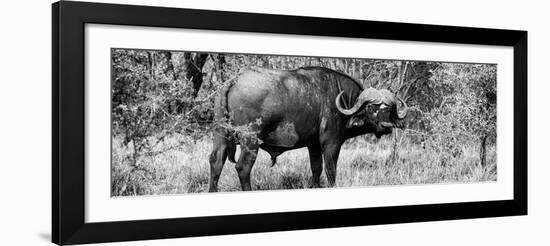 Awesome South Africa Collection Panoramic - Buffalo Bull B&W-Philippe Hugonnard-Framed Photographic Print