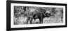 Awesome South Africa Collection Panoramic - Buffalo Bull B&W-Philippe Hugonnard-Framed Photographic Print