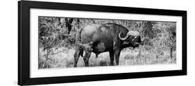 Awesome South Africa Collection Panoramic - Buffalo Bull B&W-Philippe Hugonnard-Framed Photographic Print