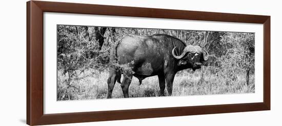 Awesome South Africa Collection Panoramic - Buffalo Bull B&W-Philippe Hugonnard-Framed Photographic Print