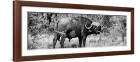 Awesome South Africa Collection Panoramic - Buffalo Bull B&W-Philippe Hugonnard-Framed Photographic Print