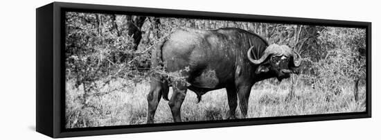 Awesome South Africa Collection Panoramic - Buffalo Bull B&W-Philippe Hugonnard-Framed Stretched Canvas