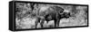 Awesome South Africa Collection Panoramic - Buffalo Bull B&W-Philippe Hugonnard-Framed Stretched Canvas