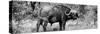 Awesome South Africa Collection Panoramic - Buffalo Bull B&W-Philippe Hugonnard-Stretched Canvas
