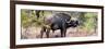 Awesome South Africa Collection Panoramic - Buffalo Bull-Philippe Hugonnard-Framed Photographic Print