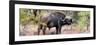 Awesome South Africa Collection Panoramic - Buffalo Bull-Philippe Hugonnard-Framed Photographic Print