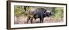 Awesome South Africa Collection Panoramic - Buffalo Bull-Philippe Hugonnard-Framed Photographic Print