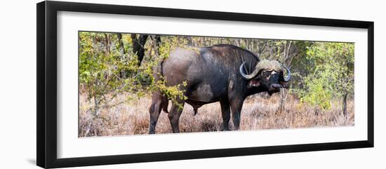 Awesome South Africa Collection Panoramic - Buffalo Bull-Philippe Hugonnard-Framed Photographic Print