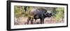 Awesome South Africa Collection Panoramic - Buffalo Bull-Philippe Hugonnard-Framed Photographic Print