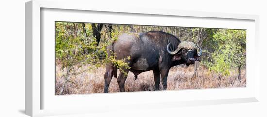 Awesome South Africa Collection Panoramic - Buffalo Bull-Philippe Hugonnard-Framed Photographic Print