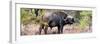 Awesome South Africa Collection Panoramic - Buffalo Bull-Philippe Hugonnard-Framed Photographic Print