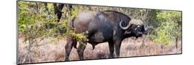 Awesome South Africa Collection Panoramic - Buffalo Bull-Philippe Hugonnard-Mounted Photographic Print