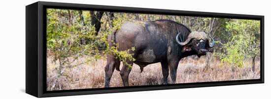 Awesome South Africa Collection Panoramic - Buffalo Bull-Philippe Hugonnard-Framed Stretched Canvas
