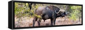 Awesome South Africa Collection Panoramic - Buffalo Bull-Philippe Hugonnard-Framed Stretched Canvas