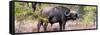 Awesome South Africa Collection Panoramic - Buffalo Bull-Philippe Hugonnard-Framed Stretched Canvas