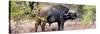 Awesome South Africa Collection Panoramic - Buffalo Bull-Philippe Hugonnard-Stretched Canvas