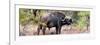 Awesome South Africa Collection Panoramic - Buffalo Bull-Philippe Hugonnard-Framed Photographic Print