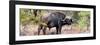 Awesome South Africa Collection Panoramic - Buffalo Bull-Philippe Hugonnard-Framed Photographic Print