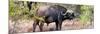 Awesome South Africa Collection Panoramic - Buffalo Bull-Philippe Hugonnard-Mounted Photographic Print