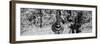 Awesome South Africa Collection Panoramic - Burchell's Zebra B&W-Philippe Hugonnard-Framed Photographic Print